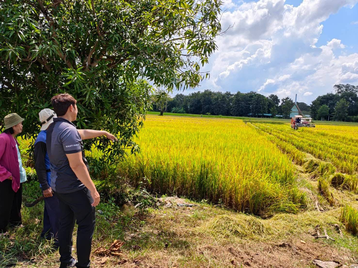 เกษตรอำเภอสูงเม่น ติดตามการเก็บเกี่ยวข้าวแปลงผลิตเมล็ดพันธุ์พันธุ์ดี กลุ่มวิสาหกิจชุมชนบ้านตอนิมิตร มุ่งลดต้นทุนสร้างรายได้ยั่งยืน